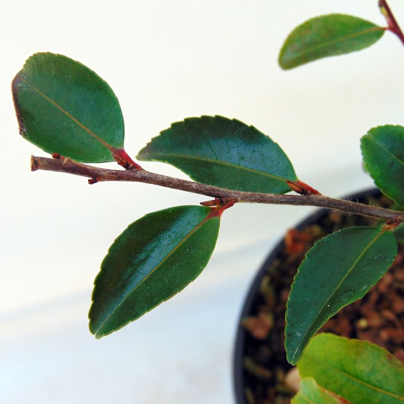 Kamelia - Camellia lutchuensis (Lehvistö)