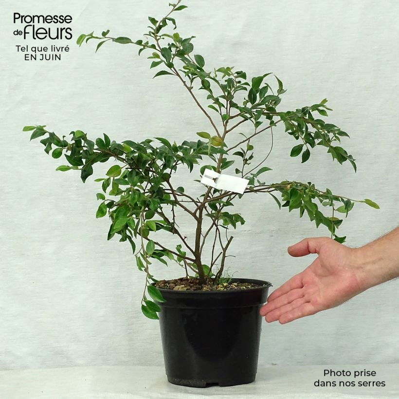 Esimerkki kesällä toimitetusta Kamelia - Camellia lutchuensis Pot de 4L/5L-taimesta