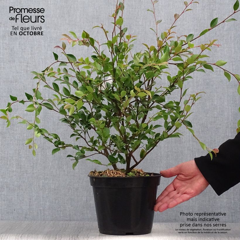 Esimerkki syksyllä toimitetusta Kamelia - Camellia lutchuensis 4 litran/5 litran ruukku-taimesta