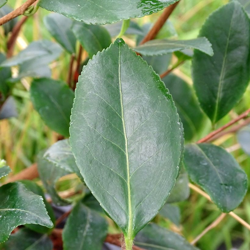Kamelia Cleopatra (Lehvistö)