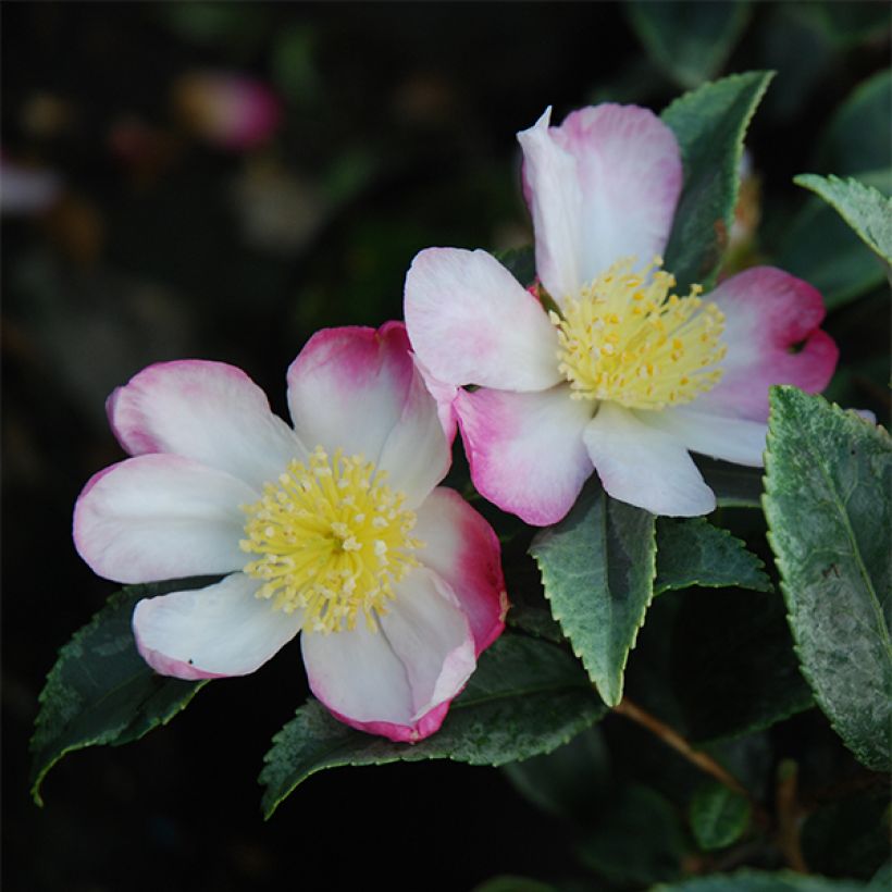 Kamelia Variegata (Kukinta)