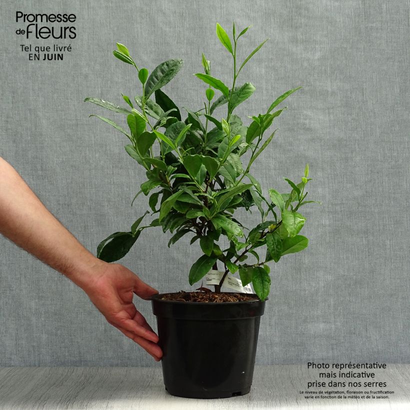 Esimerkki kesällä toimitetusta Teepensas - Camellia sinensis Ruukku 4L / 5L-taimesta