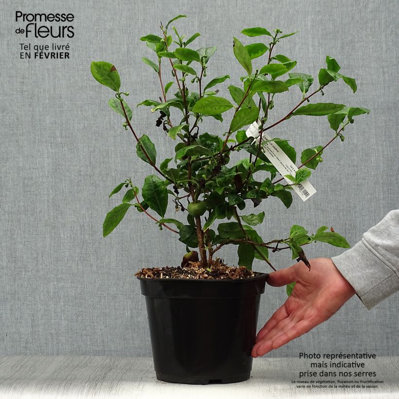 Esimerkki syksyllä toimitetusta Teepensas - Camellia sinensis 4 litran/5 litran ruukku-taimesta