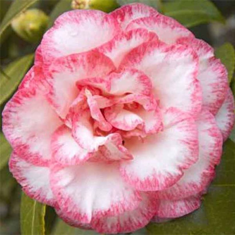 Kamelia Betty's Beauty (Kukinta)