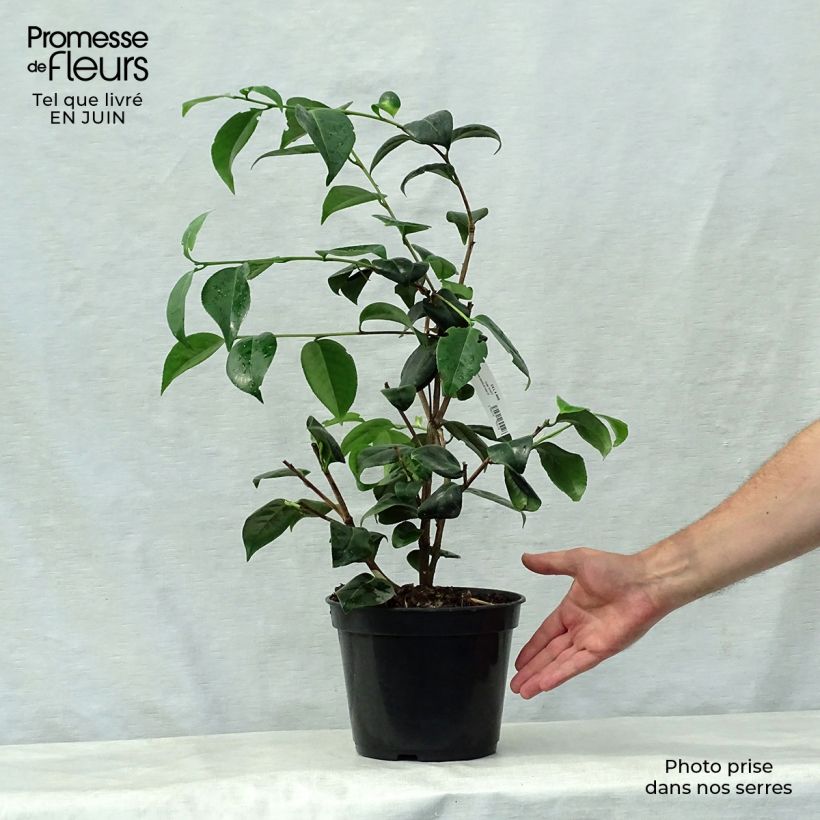 Esimerkki kesällä toimitetusta Kamelia Betty's Beauty Pot de 4L/5L-taimesta