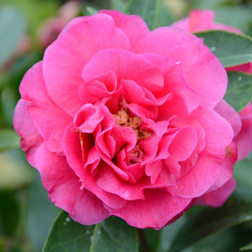 Kamelia Fiesta Grande (Kukinta)