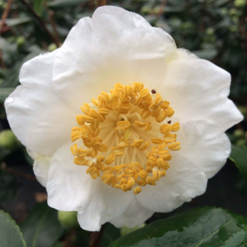 Kamelia de Higo Fuji (Kukinta)