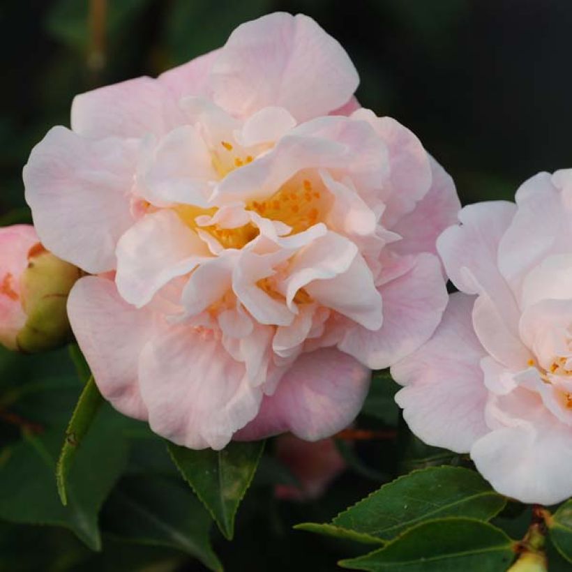 Kamelia High Fragrance (Kukinta)