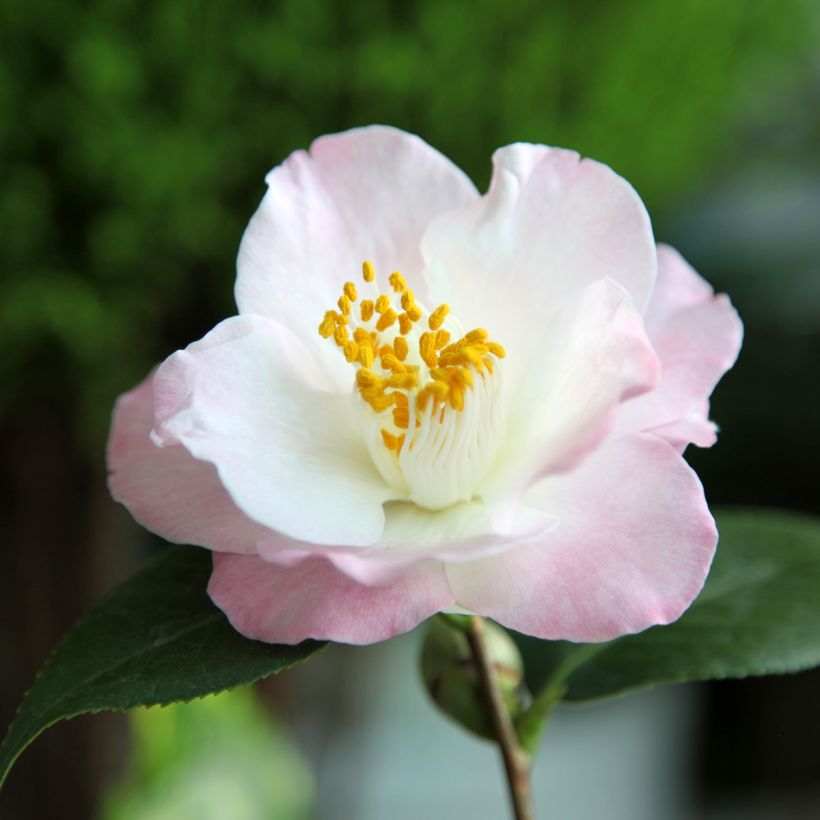 Kamelia Transtasman (Kukinta)
