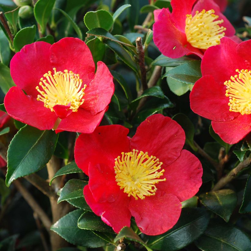 Kamelia Yuletide (Kukinta)