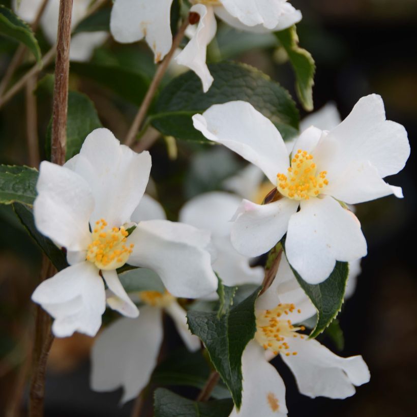 Kamelia - Camellia grijsii (Kukinta)