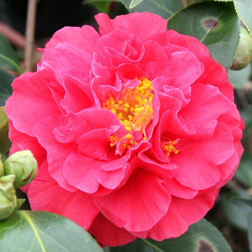 Kamelia Blood of China (Kukinta)