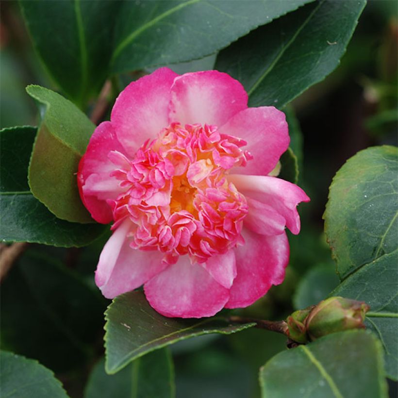 Kamelia Choji Guruma (Kukinta)