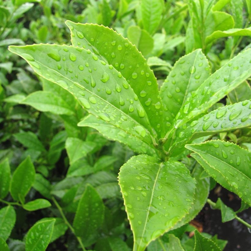 Teepensas - Camellia sinensis (Lehvistö)