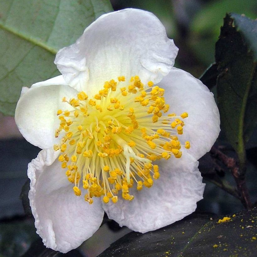 Teepensas - Camellia sinensis (Kukinta)