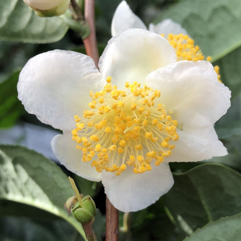 Teepensas Théojardin (Kukinta)