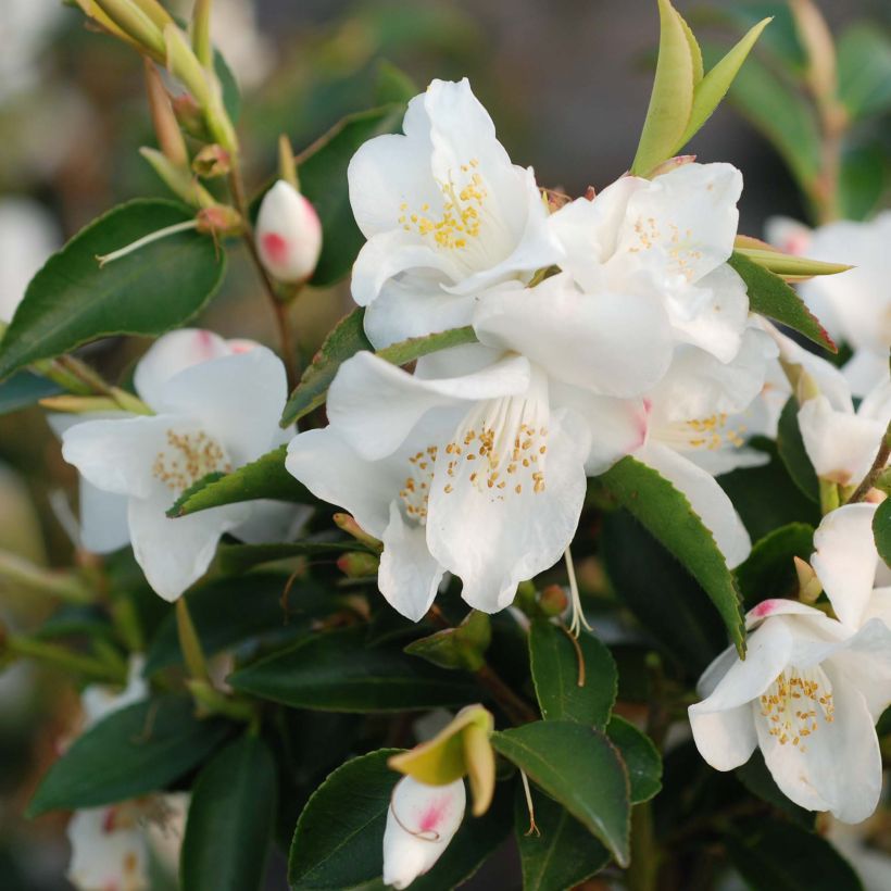 Kamelia - Camellia transnokoensis (Kukinta)