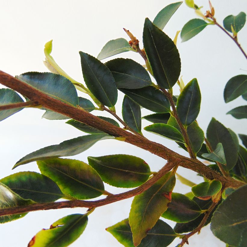 Kamelia - Camellia transnokoensis (Lehvistö)
