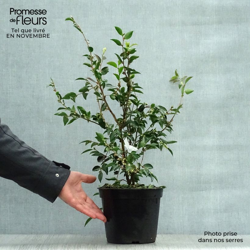 Esimerkki syksyllä toimitetusta Kamelia - Camellia transnokoensis 4 litran/5 litran ruukku-taimesta