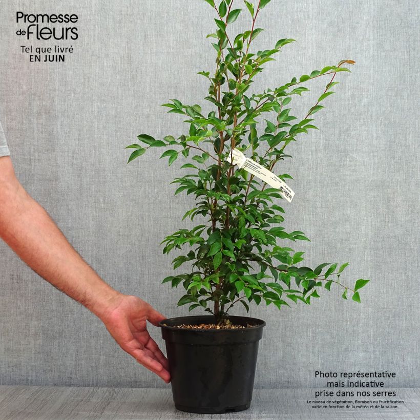 Esimerkki kesällä toimitetusta Kamelia - Camellia transnokoensis Pot de 4L/5L-taimesta