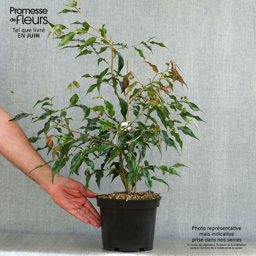 Esimerkki kesällä toimitetusta Camellia tsaii - Camélia d'hiver Pot de 4L/5L-taimesta