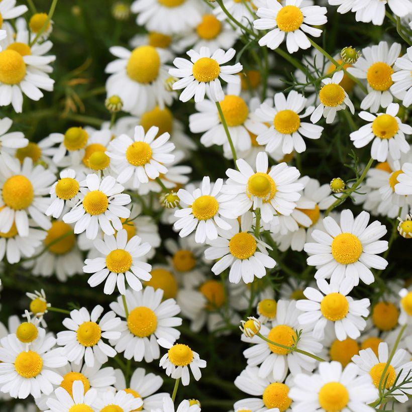 Kamomillasaunio luomu - Matricaria recutita (Kukinta)