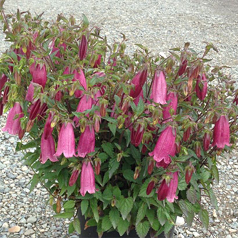 Täpläkello Ringsabell Mulberry Rose (Kasvutapa)