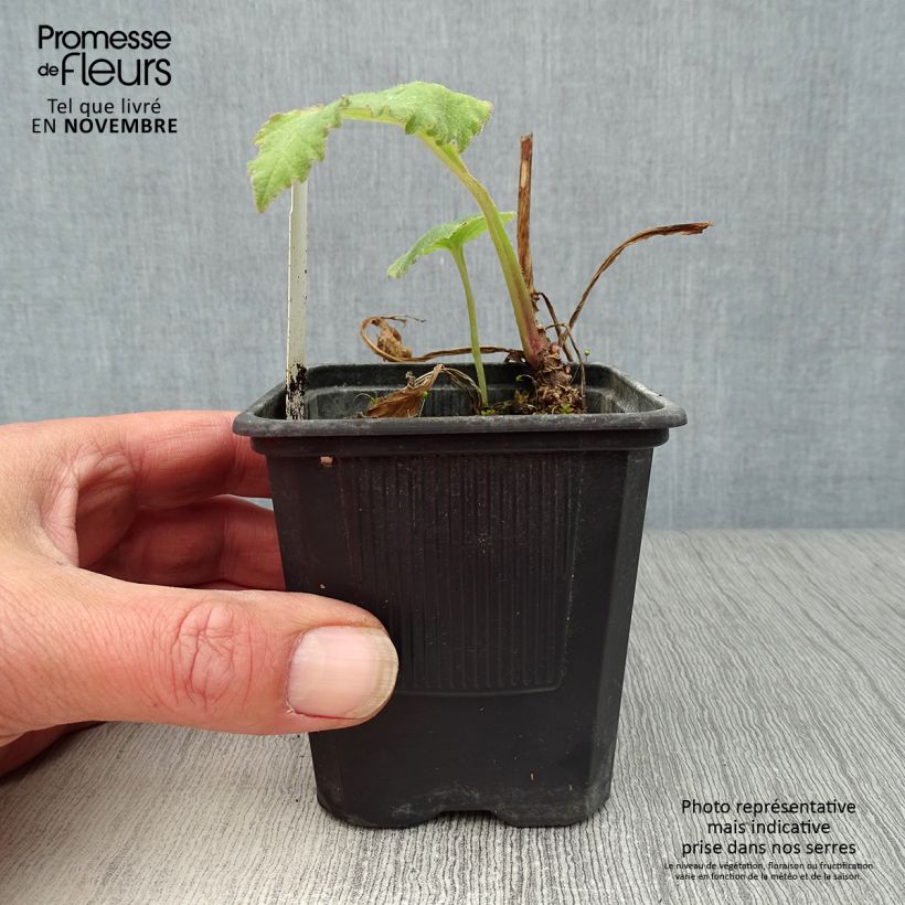 Esimerkki syksyllä toimitetusta Täpläkello Sarastro 8/9 cm taimiruukku-taimesta