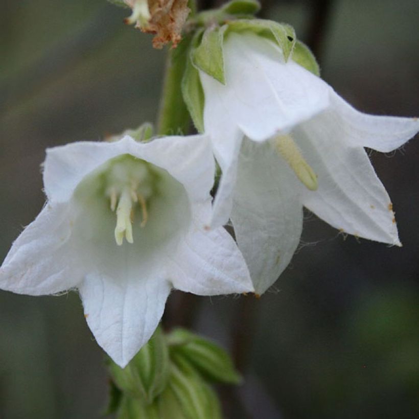 Herttakello - Campanula alliariifolia (Kukinta)