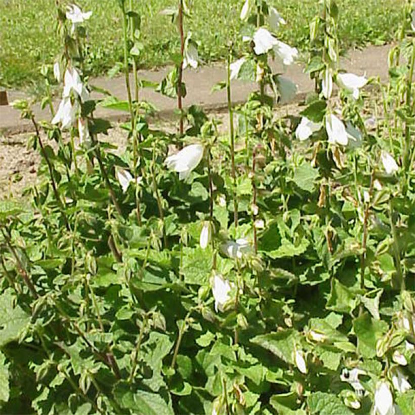 Herttakello - Campanula alliariifolia (Kasvutapa)