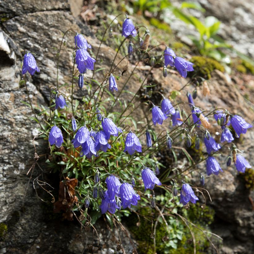 Kääpiökello - Campanula cochleariifolia (Kasvutapa)