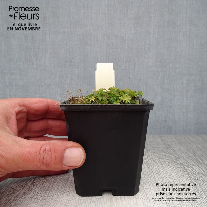 Esimerkki syksyllä toimitetusta Italiankello - Campanula garganica 8/9 cm taimiruukku-taimesta
