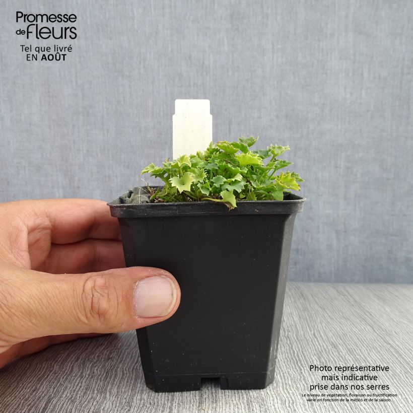 Esimerkki kesällä toimitetusta Italiankello - Campanula garganica Taimiruukku 8/9 cm-taimesta