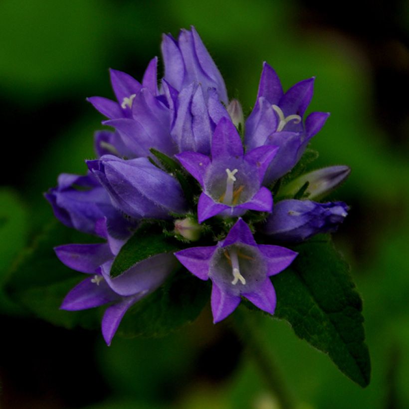 Peurankello var. acaulis (Kukinta)