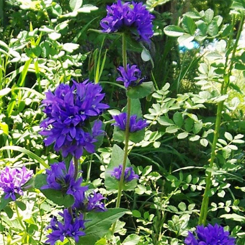 Peurankello var. acaulis (Kasvutapa)