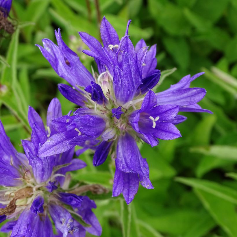 Peurankello Genti Twisterbell (Kukinta)