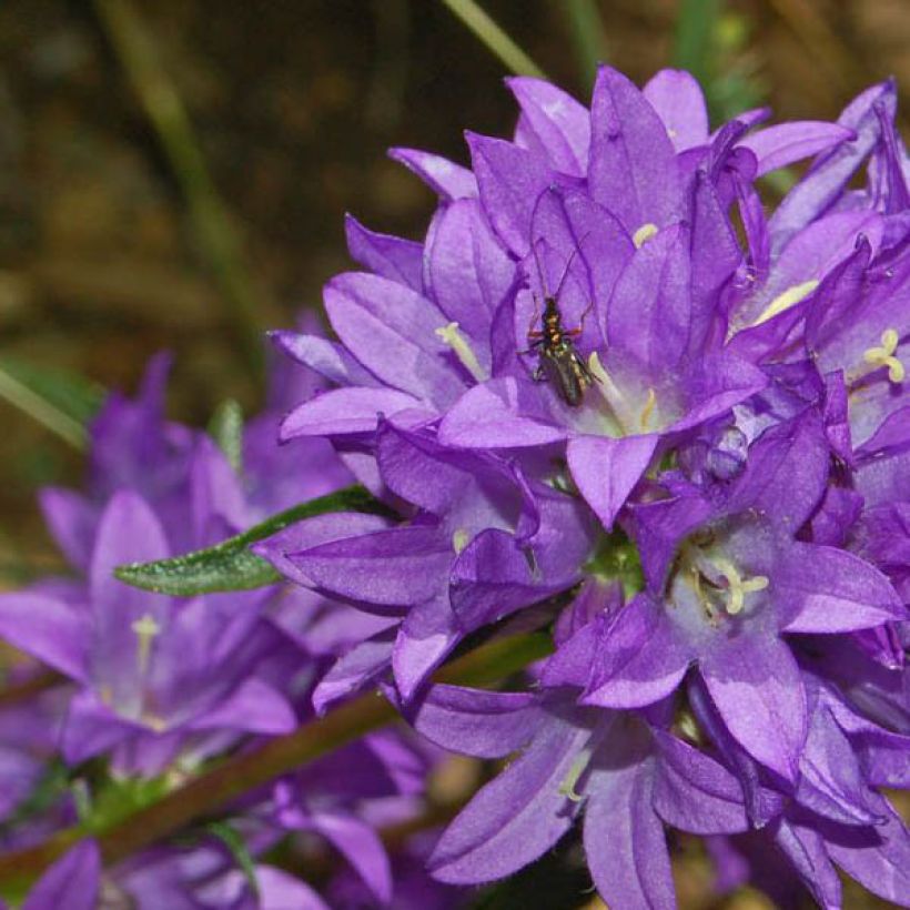 Peurankello Superba (Kukinta)