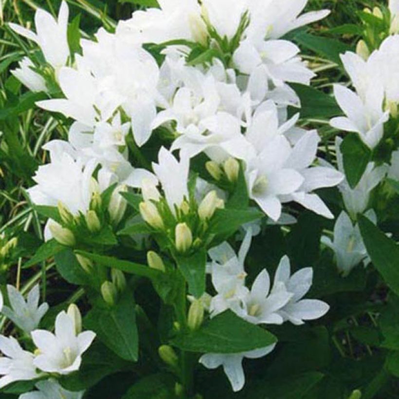 Peurankello Alba (Kukinta)