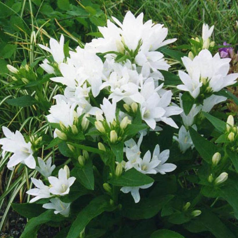 Peurankello Alba (Kasvutapa)