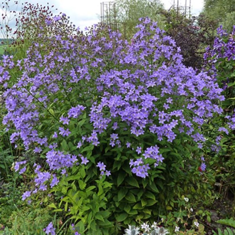 Maitokello Prichard s variety (Kasvutapa)