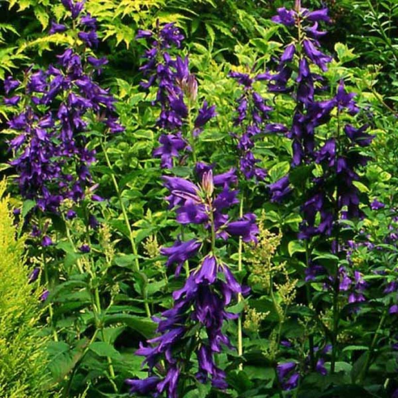 Ukonkello var. macrantha (Kasvutapa)