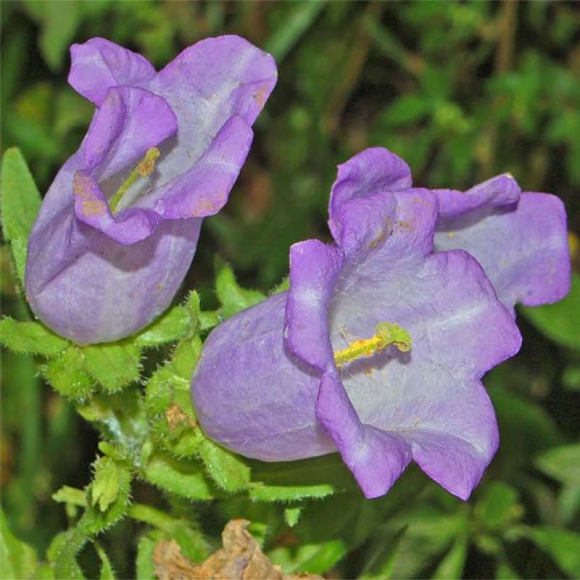 Maariankello Bleue (Kukinta)