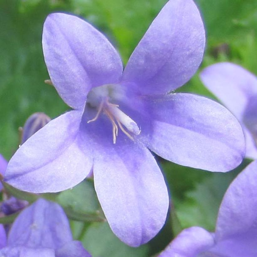 Muurikello - Campanula portenschlagiana (Kukinta)