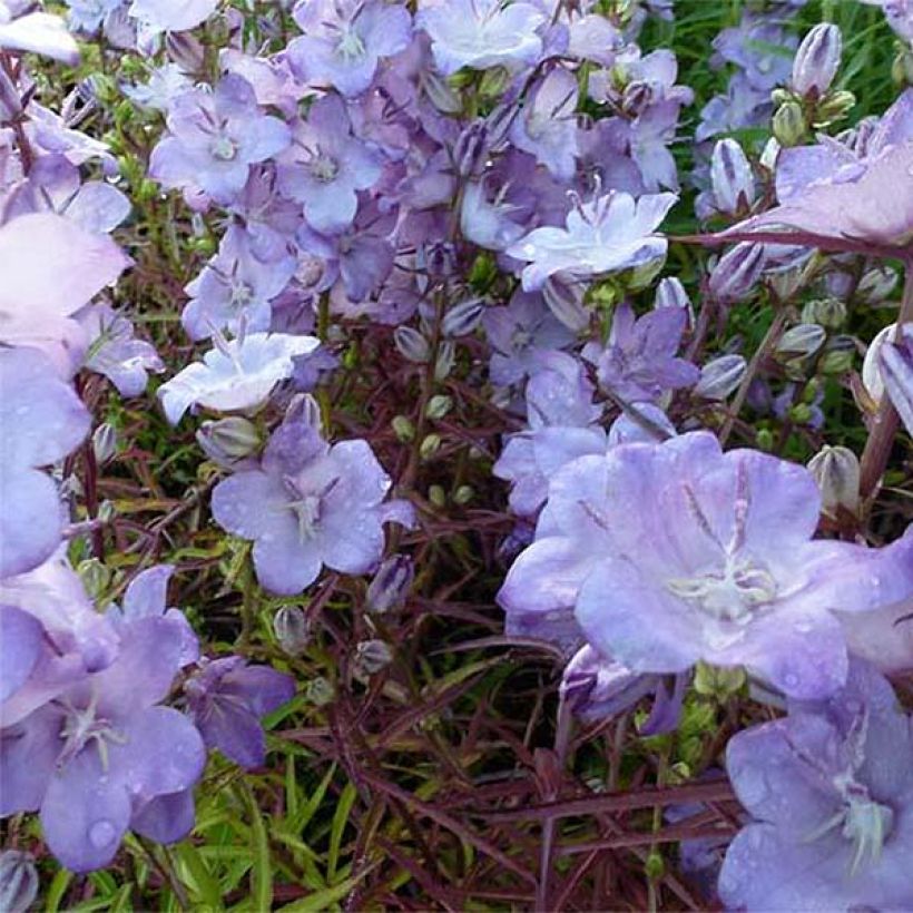 Kurjenkello Hidcote Amethyst (Kukinta)