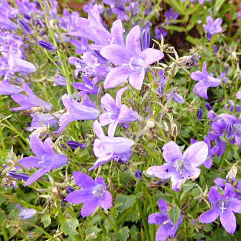 Tähtikello Resholt Variety (Kukinta)