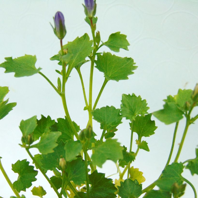 Tähtikello Resholt Variety (Lehvistö)