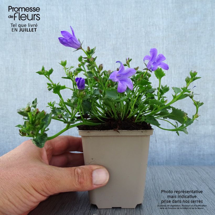 Esimerkki kesällä toimitetusta Tähtikello Resholt Variety Taimiruukku 8/9 cm-taimesta