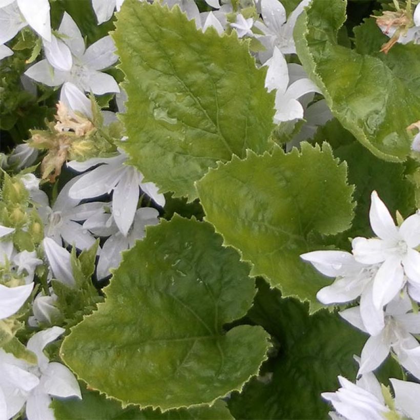 Tähtikello E.H. Frost (Lehvistö)