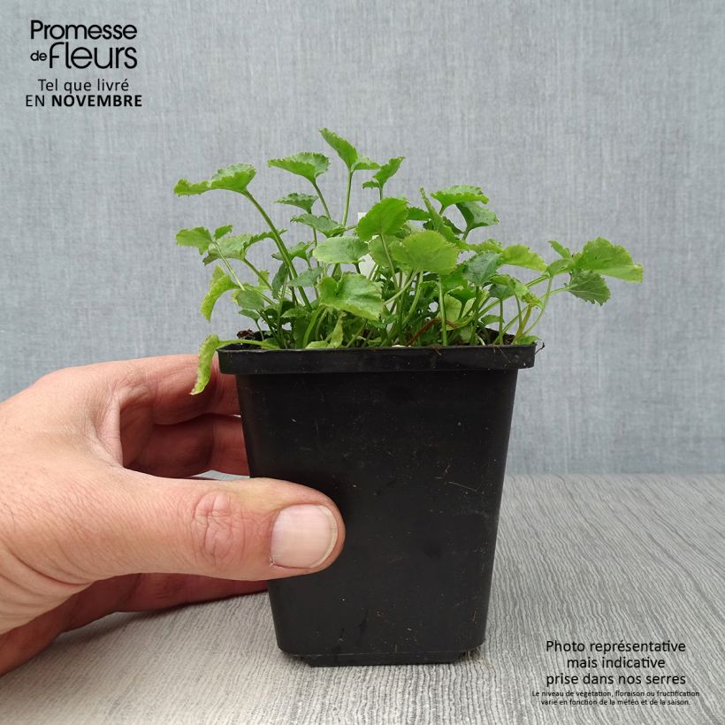 Esimerkki syksyllä toimitetusta Tähtikello E.H. Frost 8/9 cm taimiruukku-taimesta
