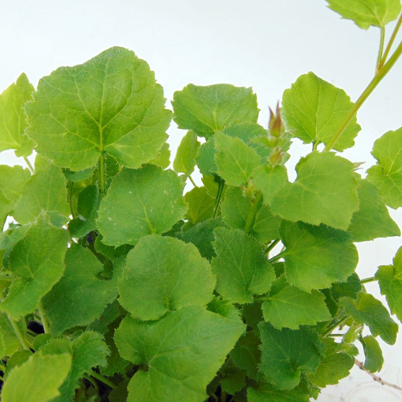 Tähtikello Lisduggan Variety (Lehvistö)